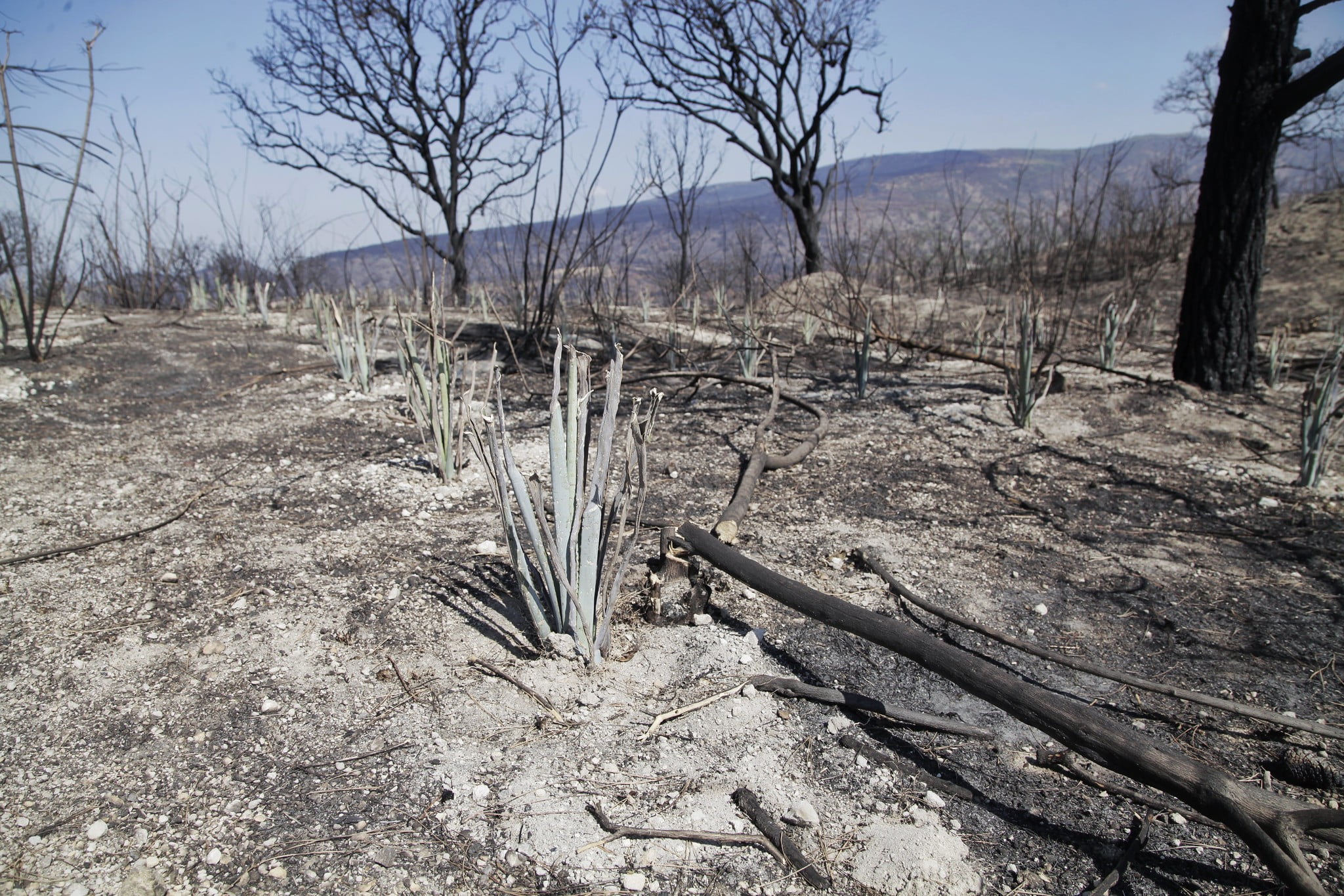 Verifican cambio de uso de suelo en bosque incendiado