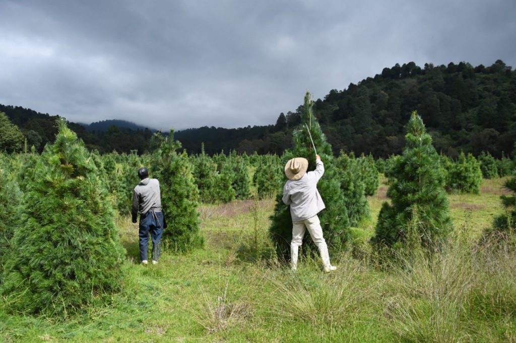 Salen al mercado 400 mil árboles de navidad mexiquenses