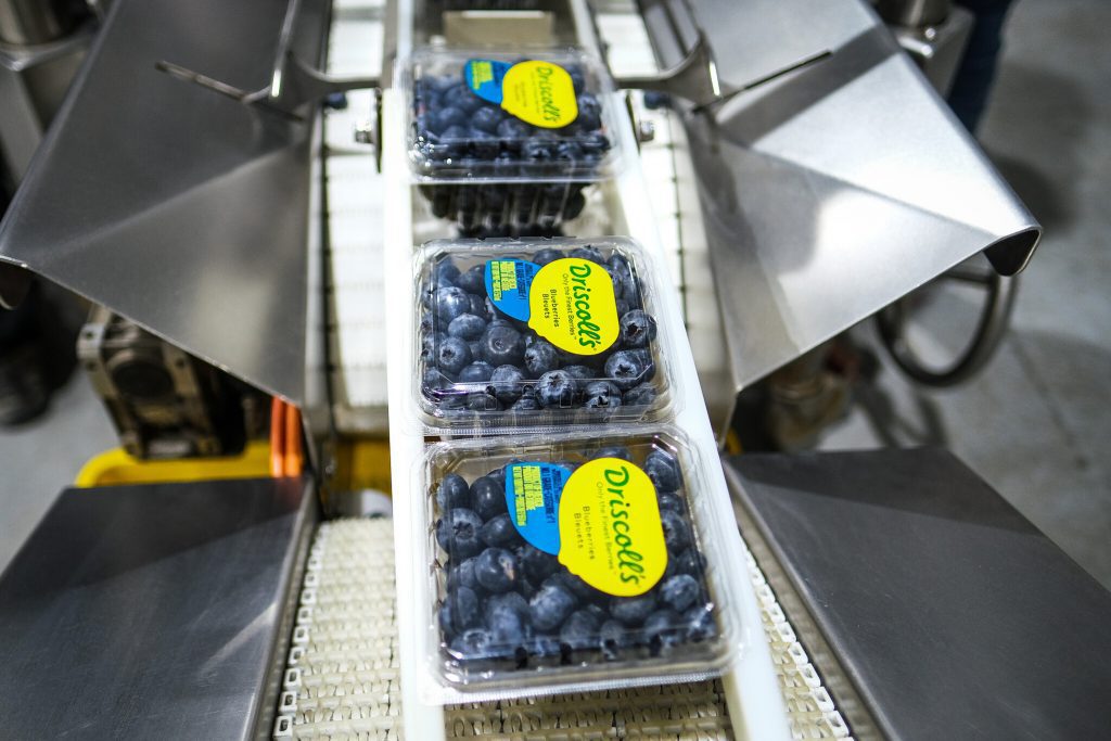 Detonan la producción de berries en la Región Valles