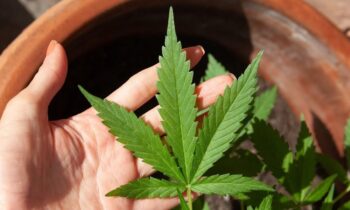 cannabis evita que el coronavirus entre a las celulas