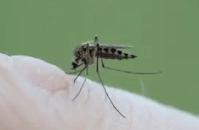 Jalisco se mantiene sin casos nuevos de dengue