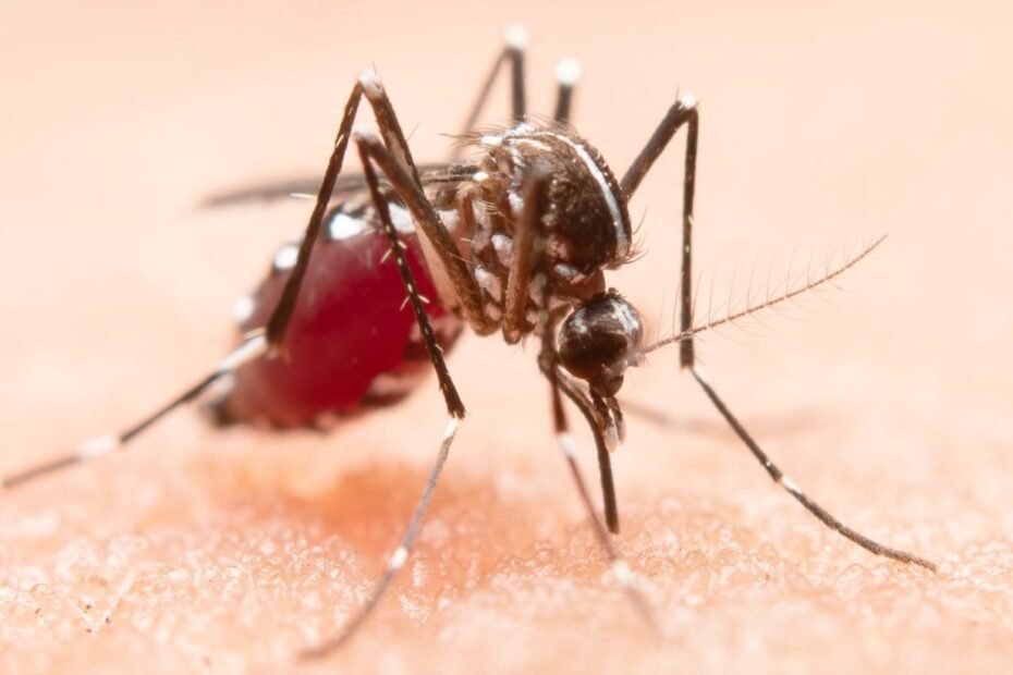 Por lluvias abundantes Jalisco se alista ante la amenaza de dengue