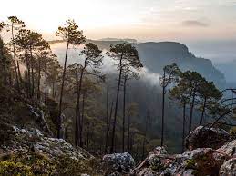 Reducen plaga de pinos con tratamiento biológico en Sierra de Manantlán