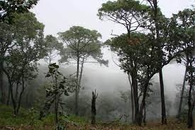 Reducen plaga de pinos con tratamiento biológico en Sierra de Manantlán