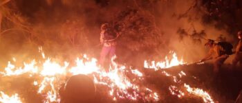 Segundo incendio del año en el Bosque La Primavera, declaran emergencia atmosférica
