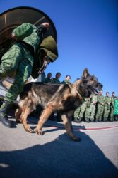 Misión cumplida...uno de los perritos de la Sedena falleció en Turquía