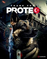 Animalistas exigen "Ley Proteo" a raíz de la muerte del perrito rescatista de la SEDENA