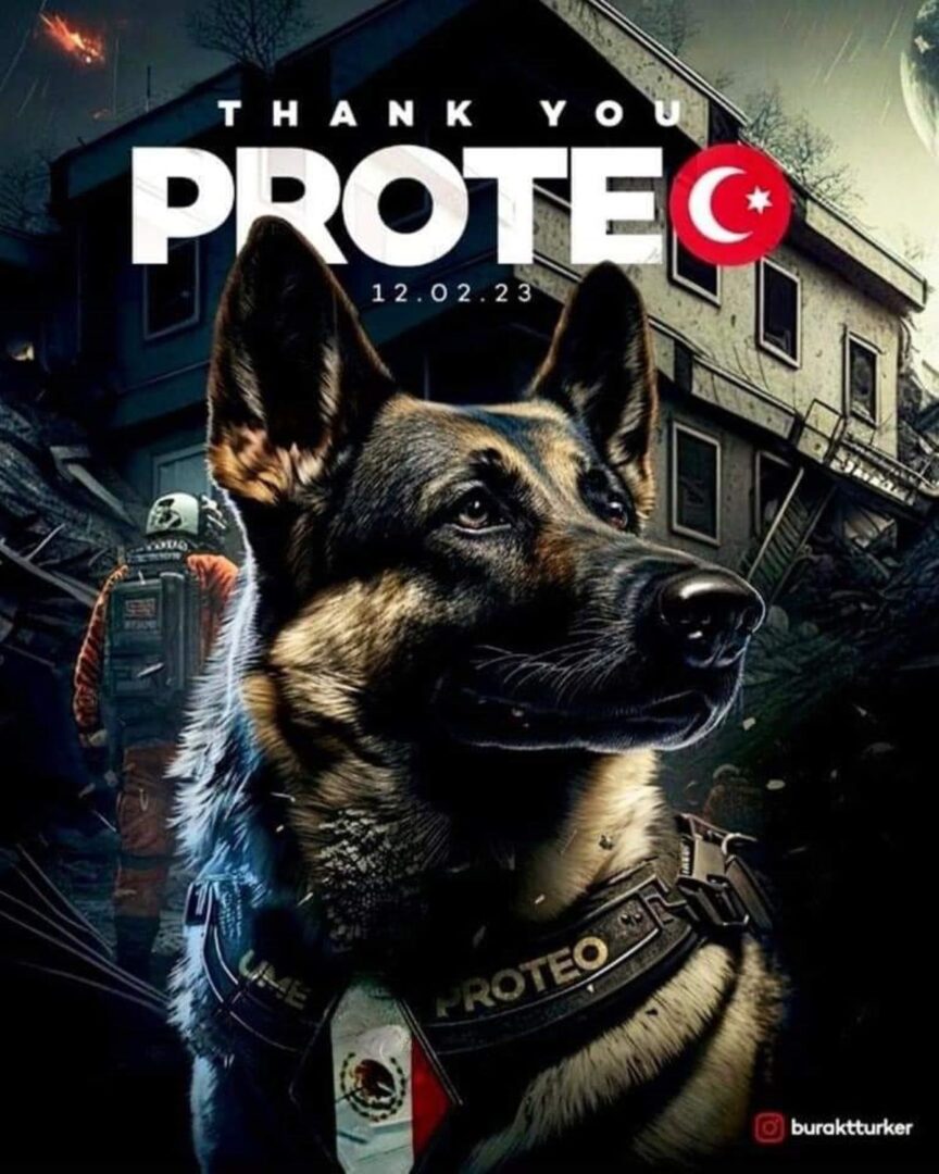 Animalistas exigen "Ley Proteo" a raíz de la muerte del perrito rescatista de la SEDENA