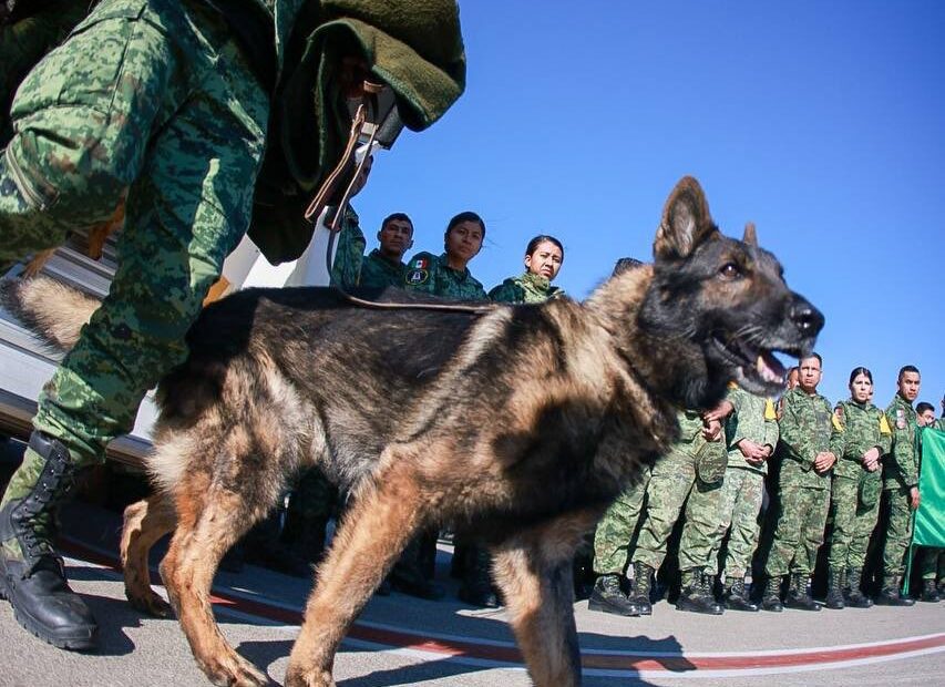 Misión cumplida...uno de los perritos de la Sedena falleció en Turquía
