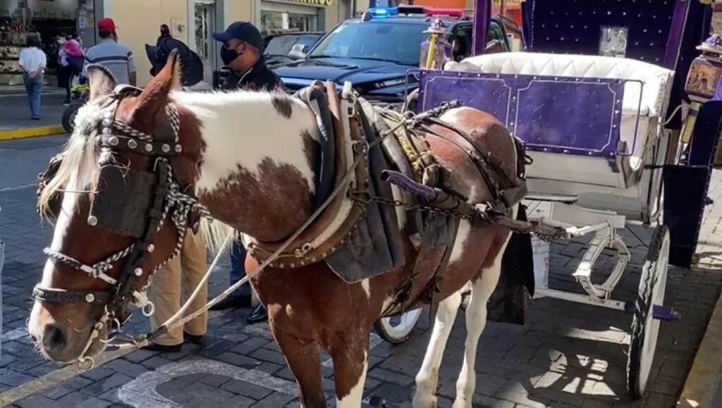 Guadalajara buscará acuerdo para cambiar las calandrias con caballos por calandrias eléctricas