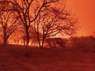 Vinculan a proceso al probable partícipe del ecocidio en zona anexa al ANP del Bosque La Primavera