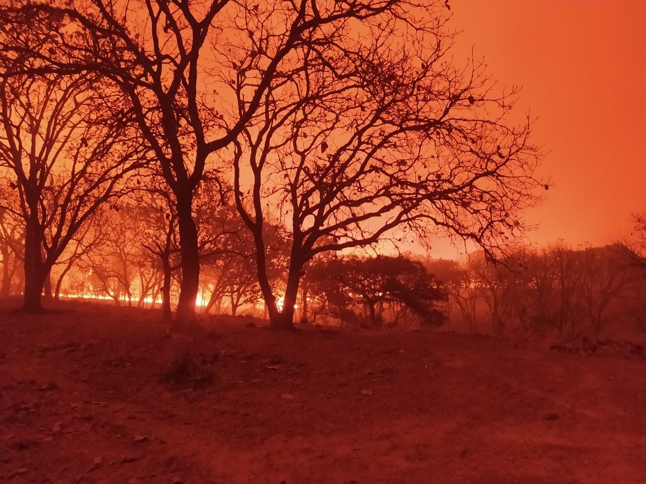 Vinculan a proceso al probable partícipe del ecocidio en zona anexa al ANP del Bosque La Primavera
