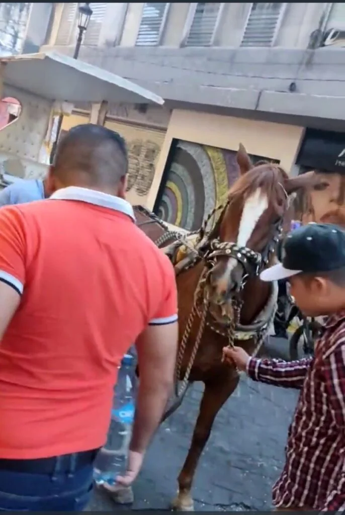 Guadalajara buscará acuerdo para cambiar las calandrias con caballos por calandrias eléctricas