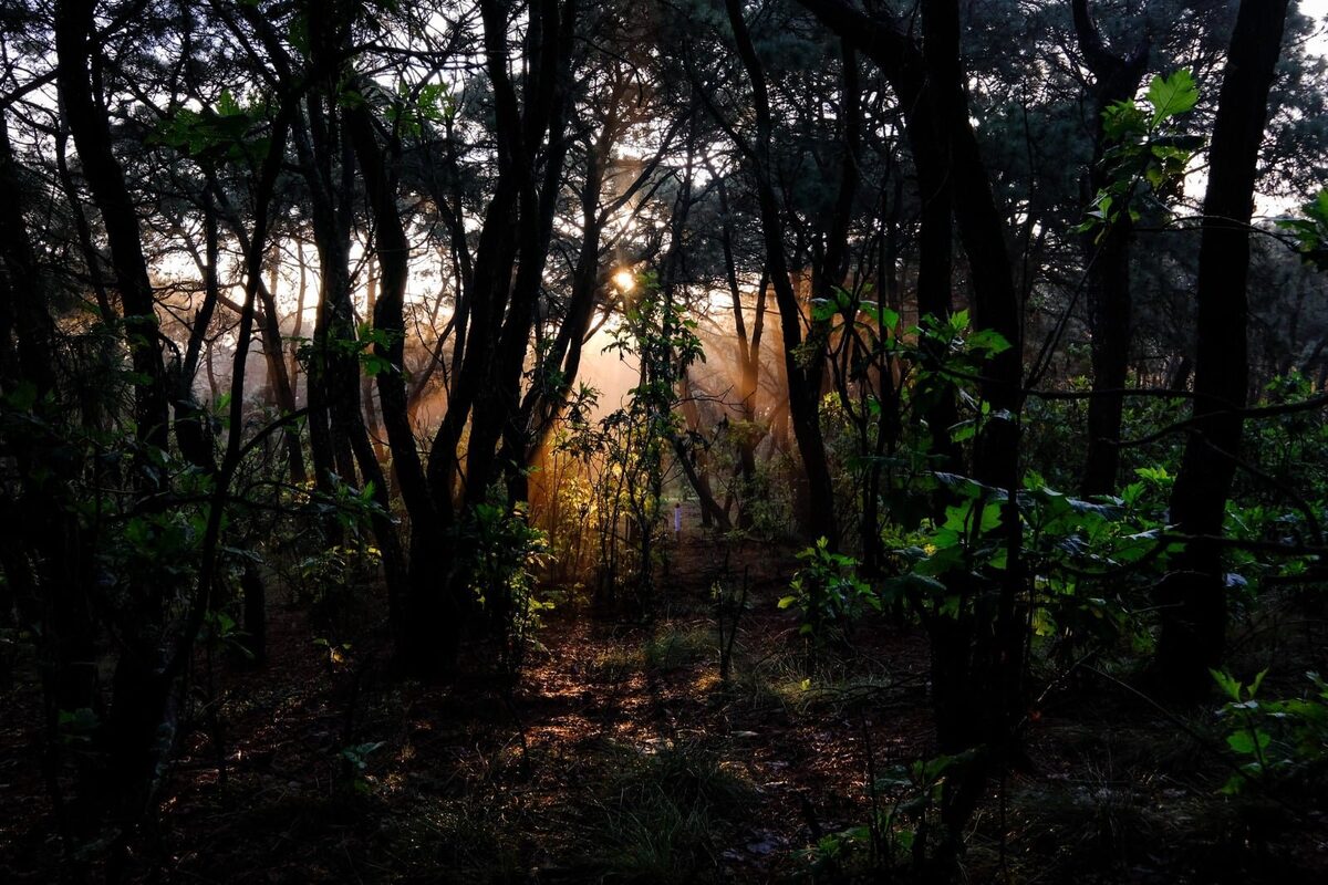 Tras 43 años de ser Área Natural Protegida el Bosque La Primavera sigue enfrentando incendios