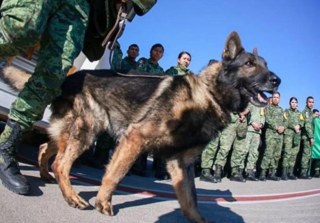 ‘Proteo’ tiene sucesor, Turquía dona cachorrito a la Sedena
