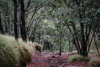 Con inversión acumulada de más 52 millones se han financiado 571 proyectos para el Desarrollo Forestal Sustentable