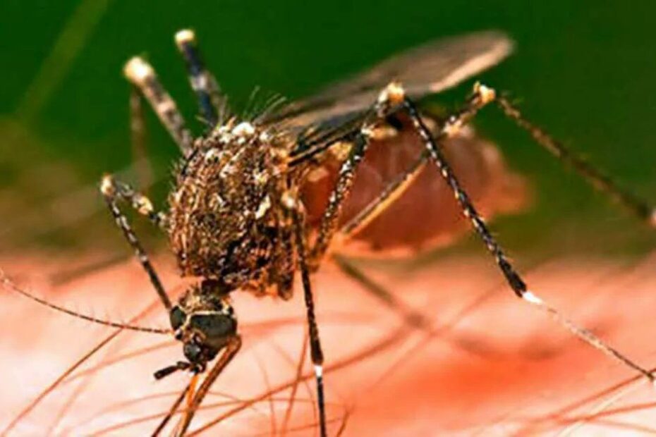 Salud Jalisco advierte sobre aumento de casos de dengue esta temporada de lluvias