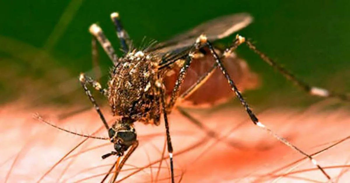 Salud Jalisco advierte sobre aumento de casos de dengue esta temporada de lluvias