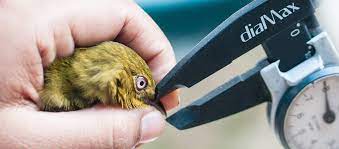 Conmemoran el Día Mundial de las Aves Migratorias con estación de monitoreo