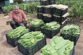 nopalindo distribuidor de nopales en jalisco