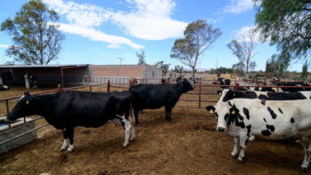 Intentan fortalecer sector lechero en Jalisco