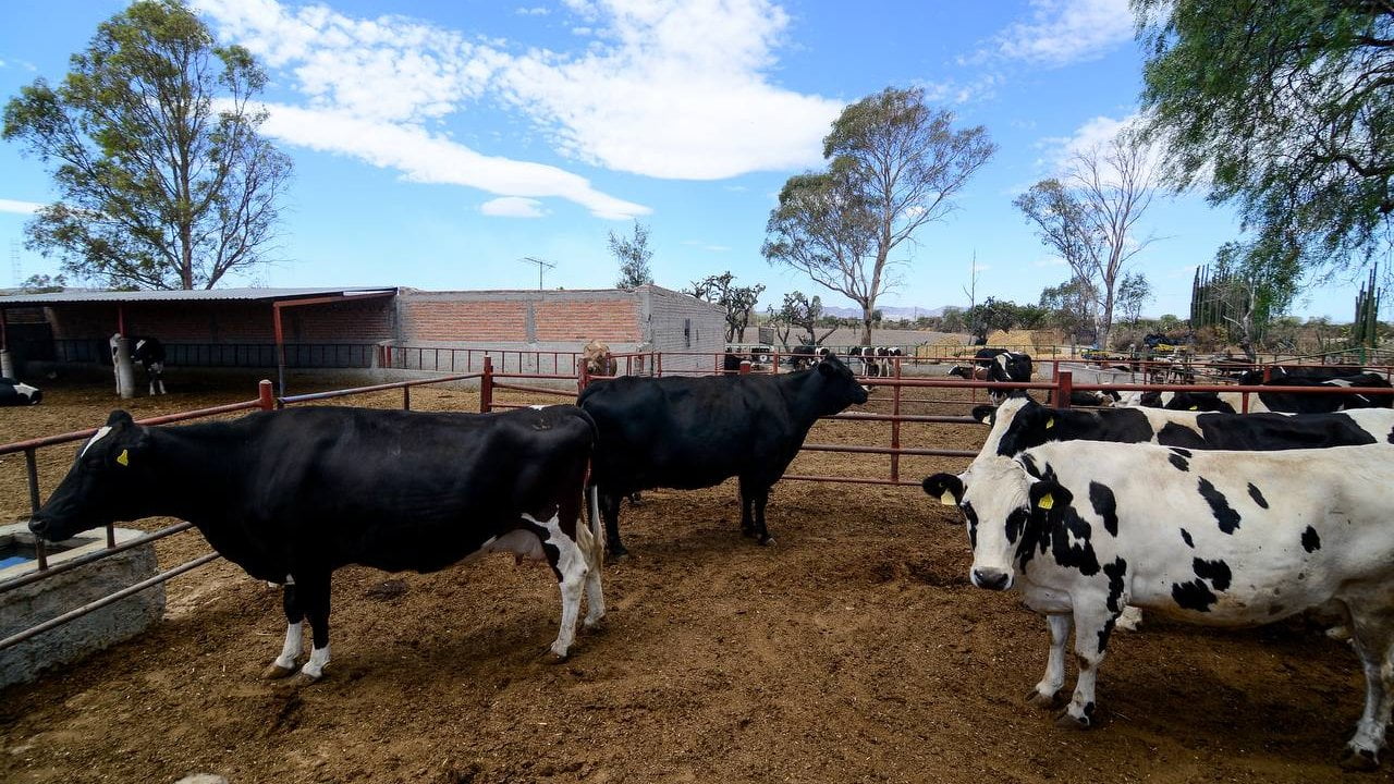 Intentan fortalecer sector lechero en Jalisco