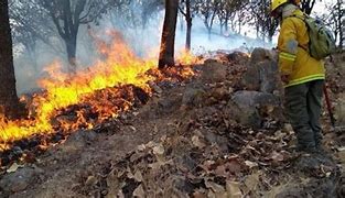 Disminuyen incendios forestales en Jalisco en comparación con años anteriores