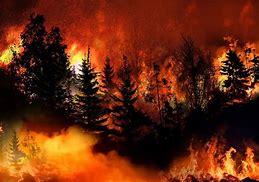 Disminuyen incendios forestales en Jalisco en comparación con años anteriores