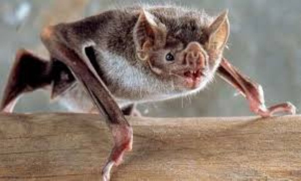 Alertan por rabia en Zapopan