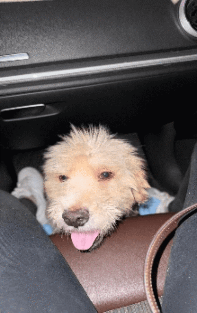 Perrito 1