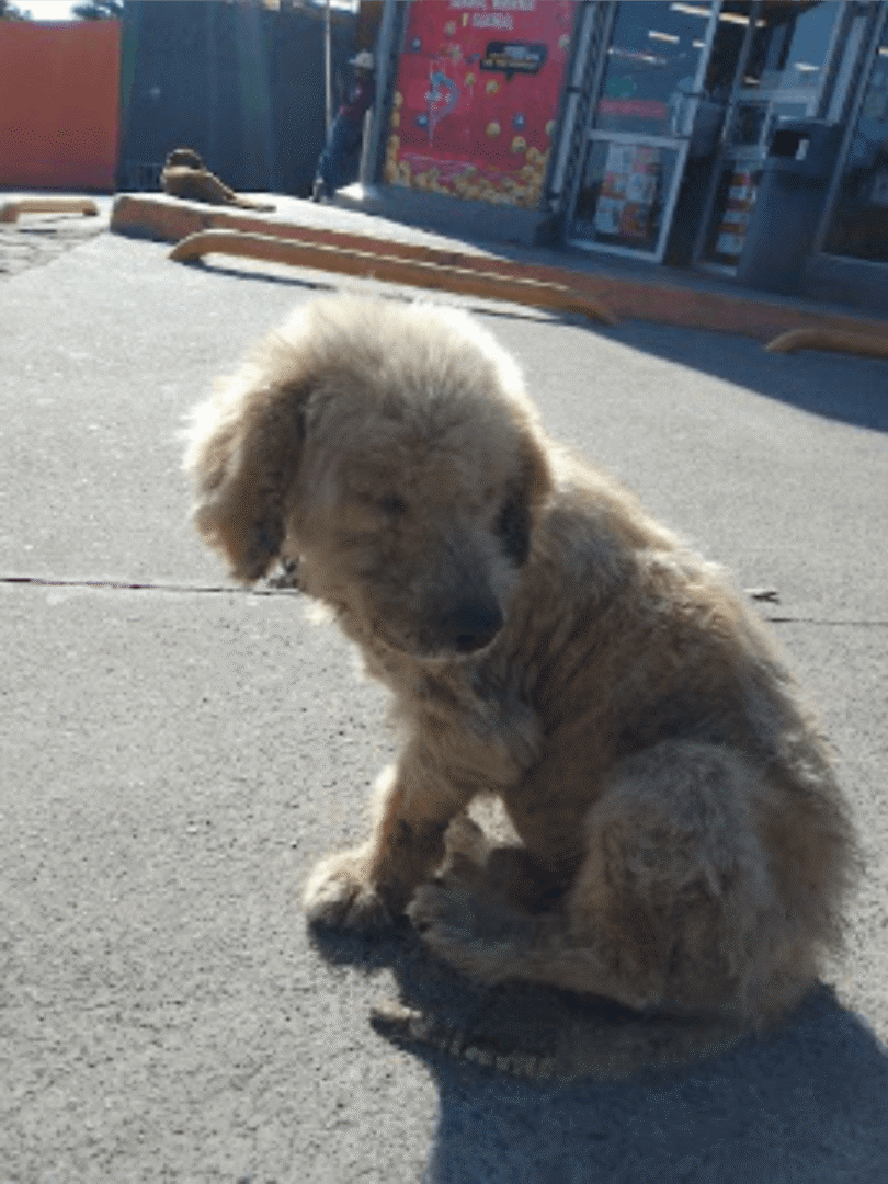 perrito