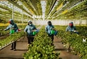 Jalisco impulsa financiamiento asequible para pequeños y medianos productores de berries con nuevo esquema de apoyo