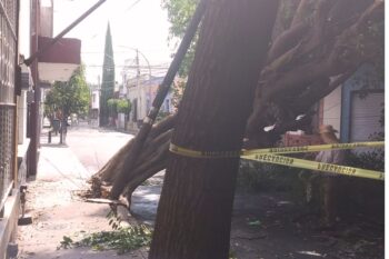 arbol caido