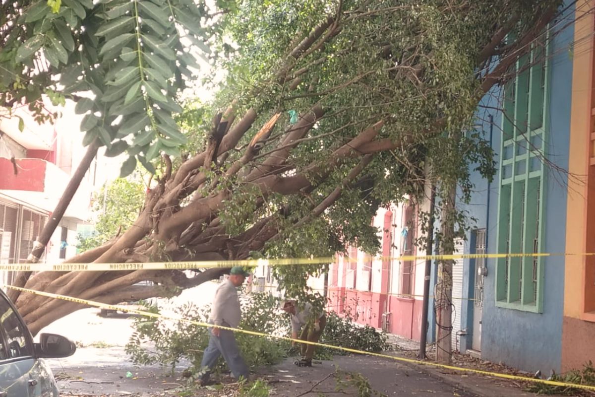 reforma arbol