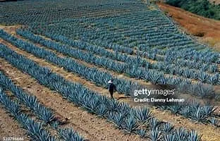 TEQUILA 1