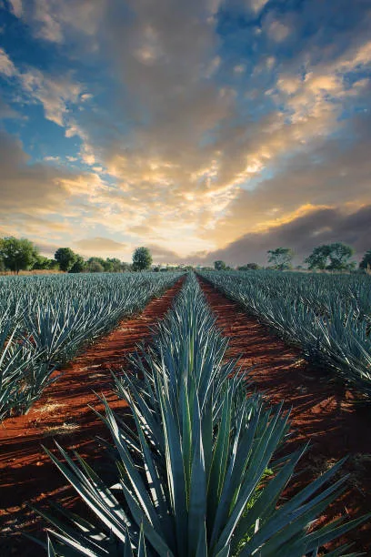 TEQUILA 2