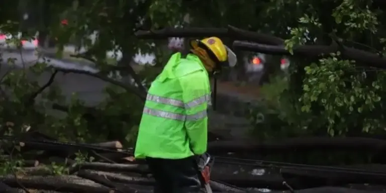 Tormenta en Guadalajara deja árboles caídos y afectaciones viales en distintos puntos de la ciudad