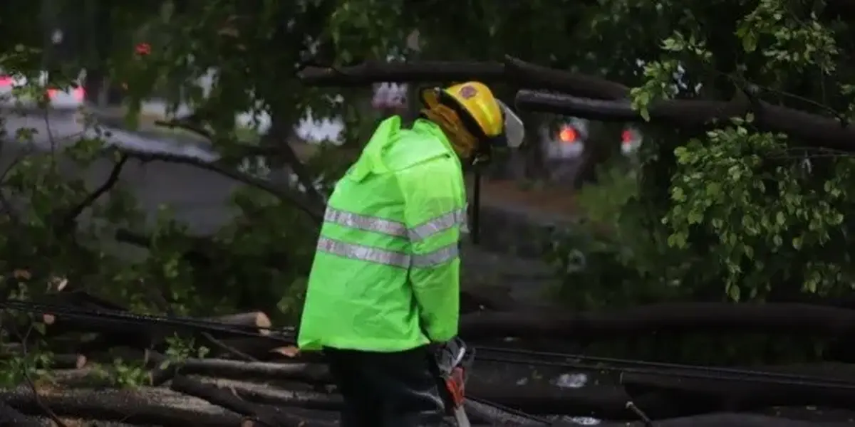 Tormenta en Guadalajara deja árboles caídos y afectaciones viales en distintos puntos de la ciudad