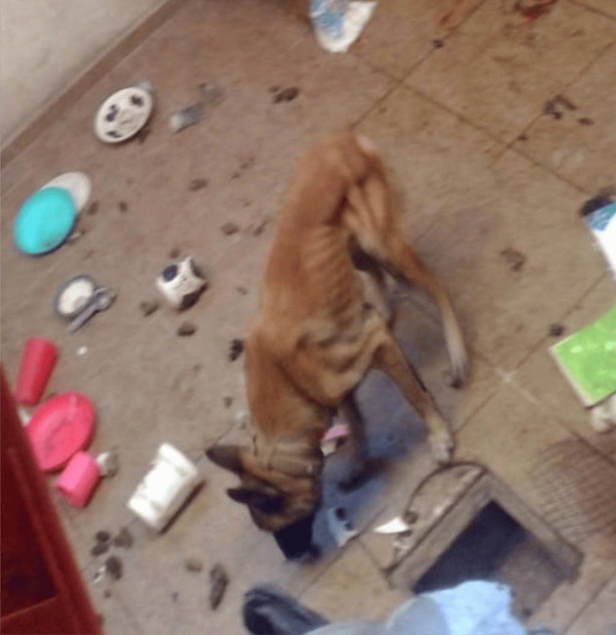Denuncian caso de maltrato animal en Paseos de Santiago