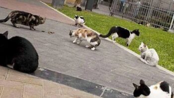 Investigan envenenamiento masivo en Parque Alcalde, Guadalajara: 16 gatos muertos indignan a vecinos