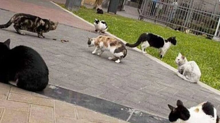 Investigan envenenamiento masivo en Parque Alcalde, Guadalajara: 16 gatos muertos indignan a vecinos