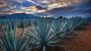 Raicilla de Jalisco: Destilado local busca expansión global